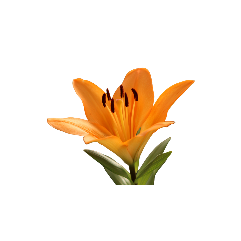 Oriental Lily Stem