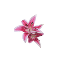 Oriental Lily Stem