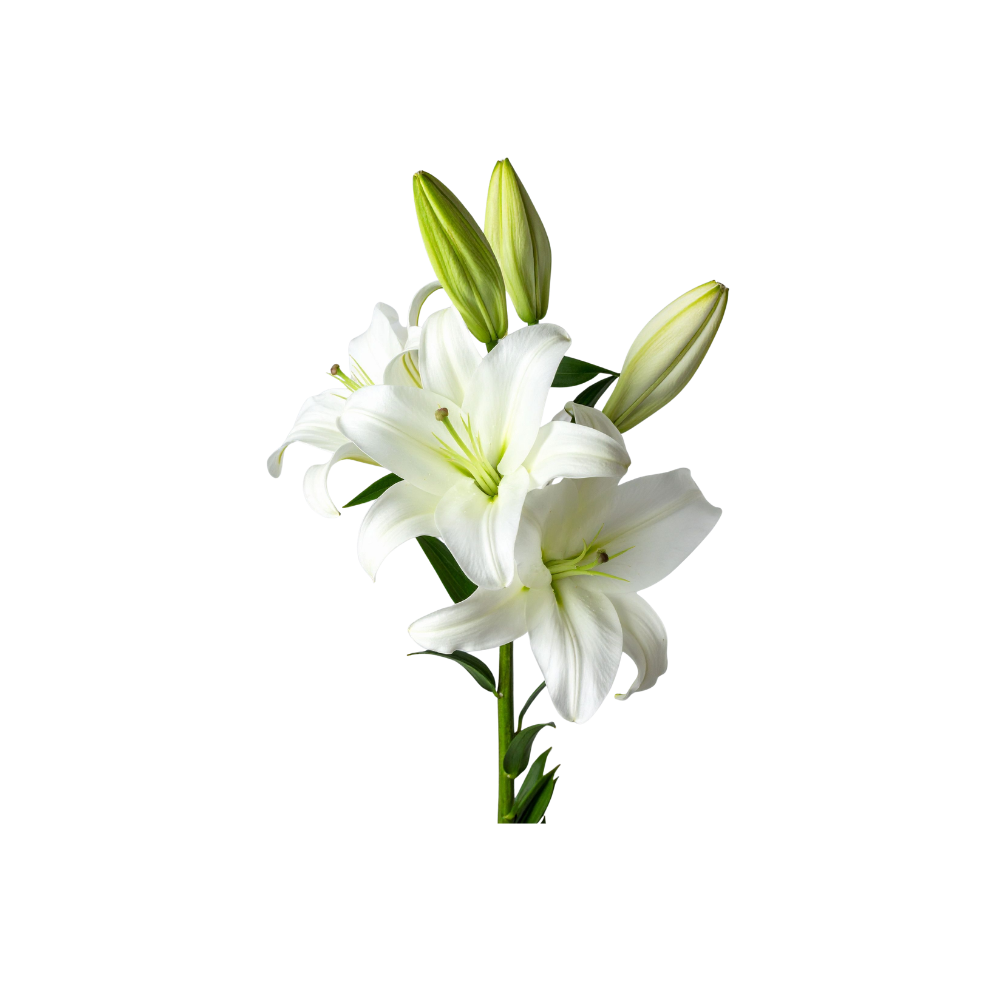 Oriental Lily Stem