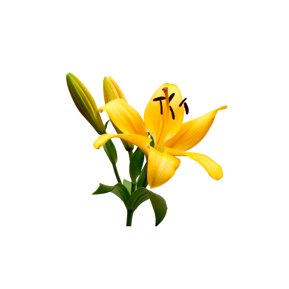 Oriental Lily Stem