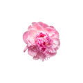 Peony Stem