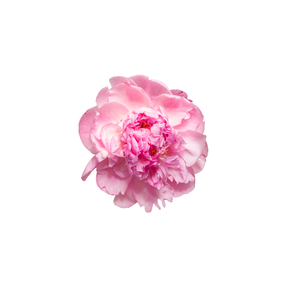 Peony Stem