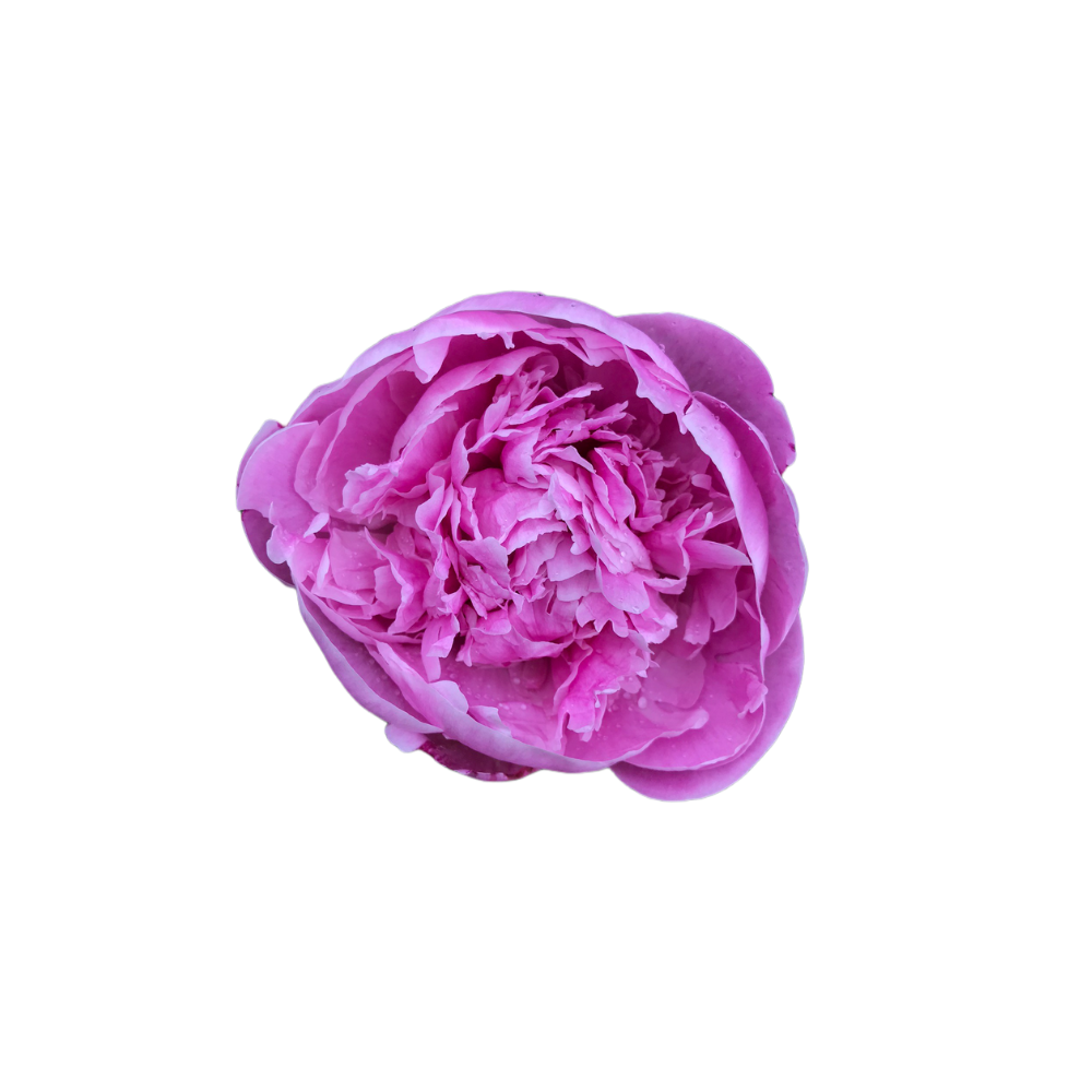 Peony Stem