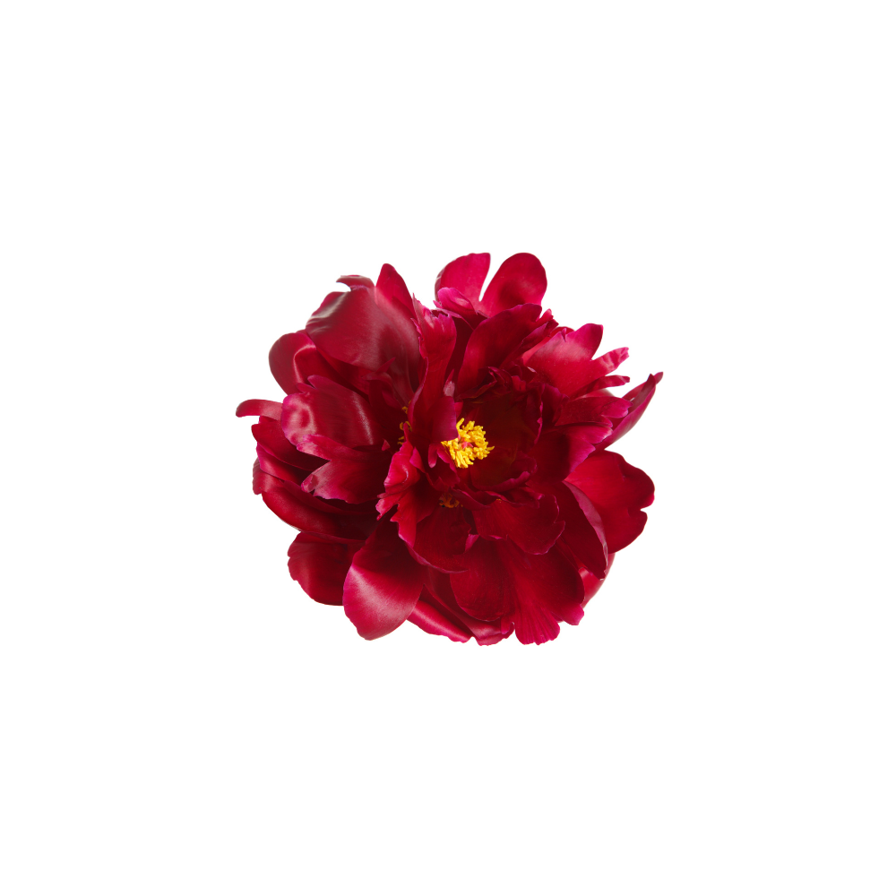 Peony Stem
