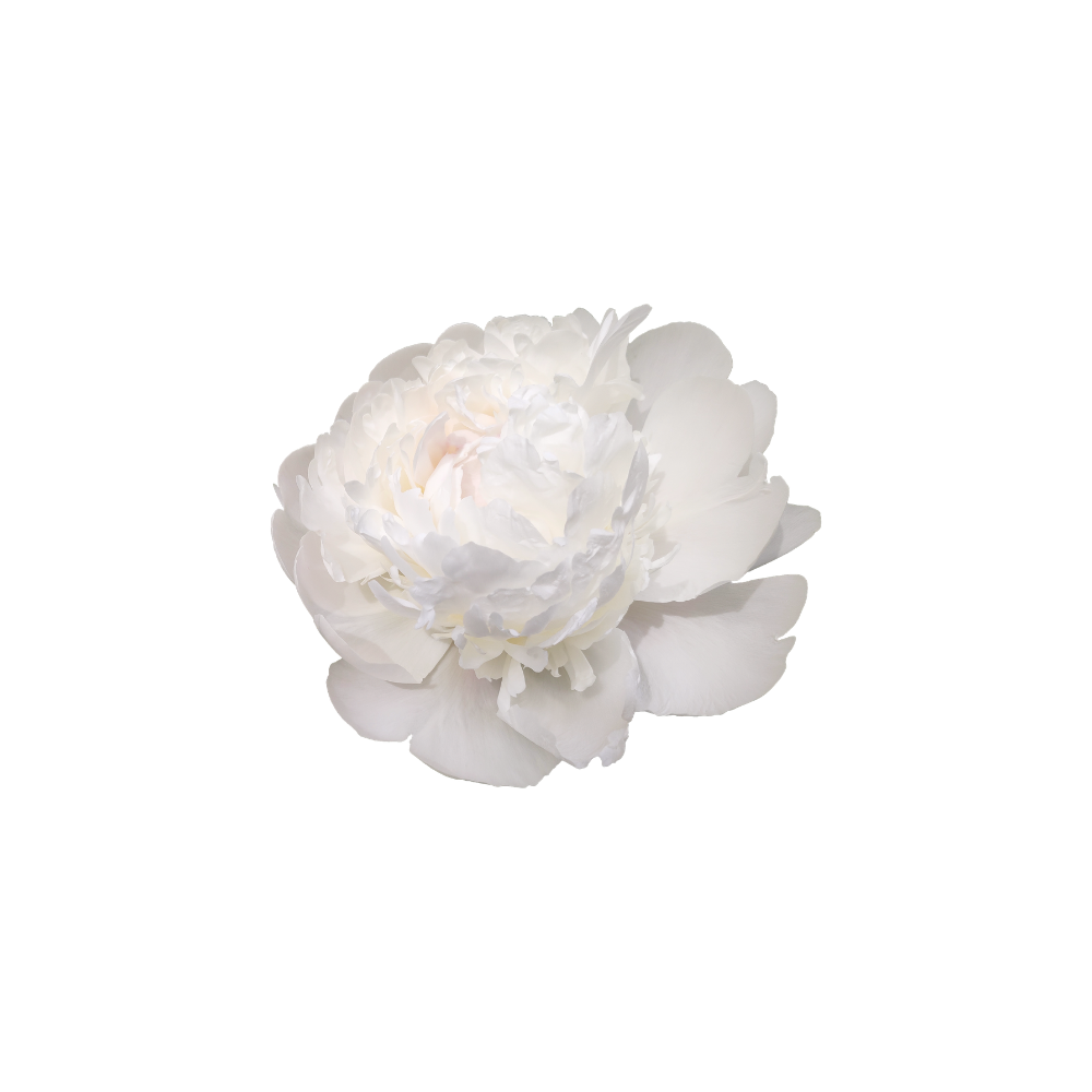 Peony Stem
