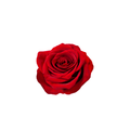 Rose Stem