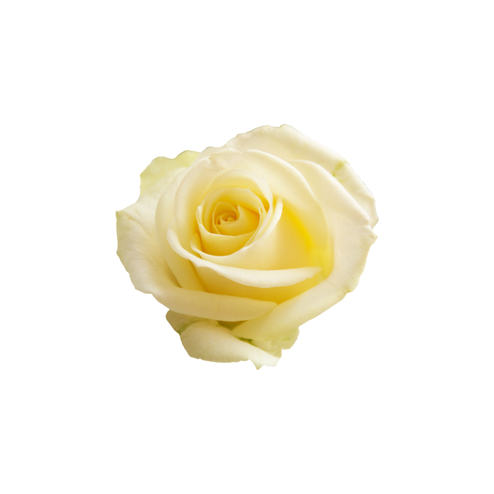 Rose Stem