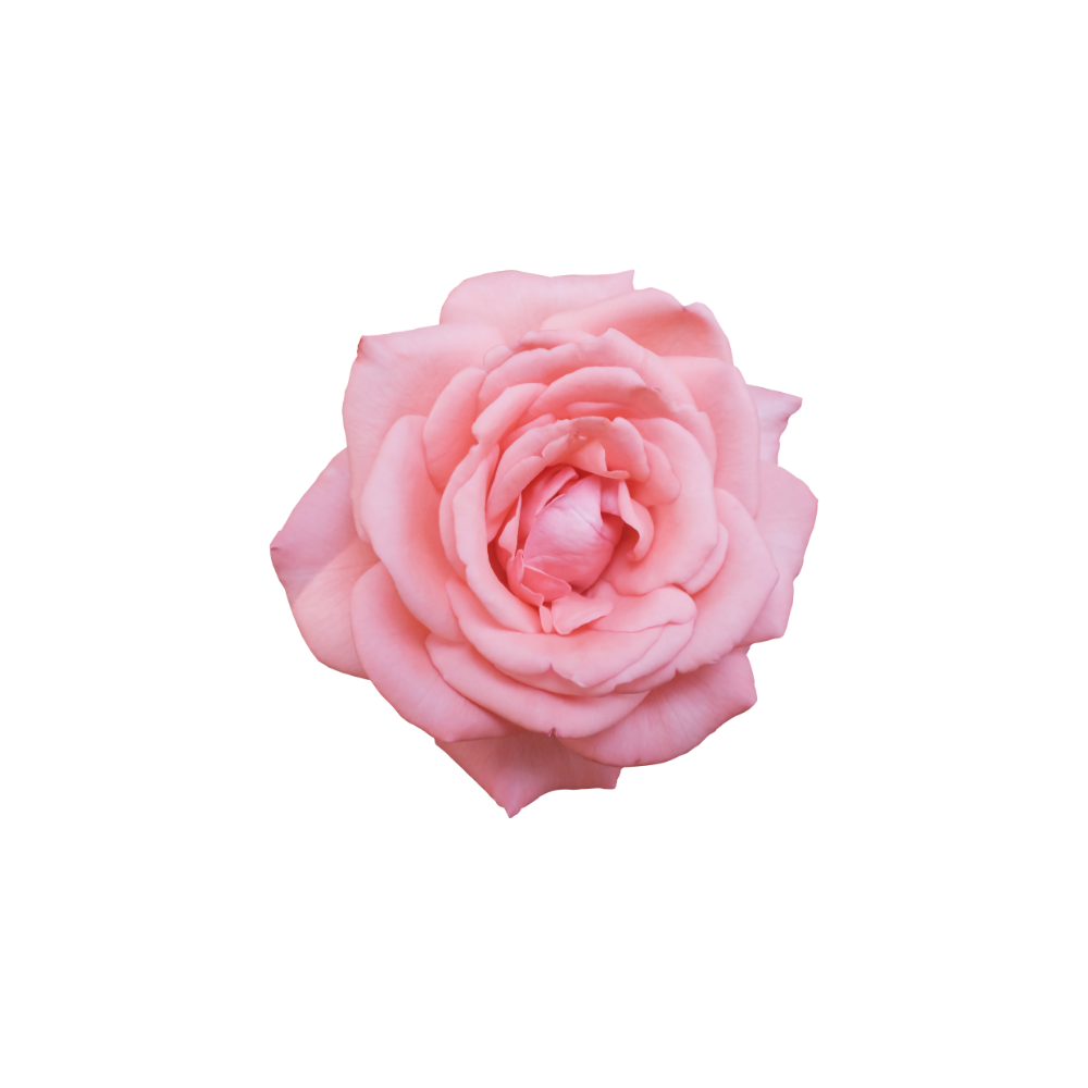 Rose Stem