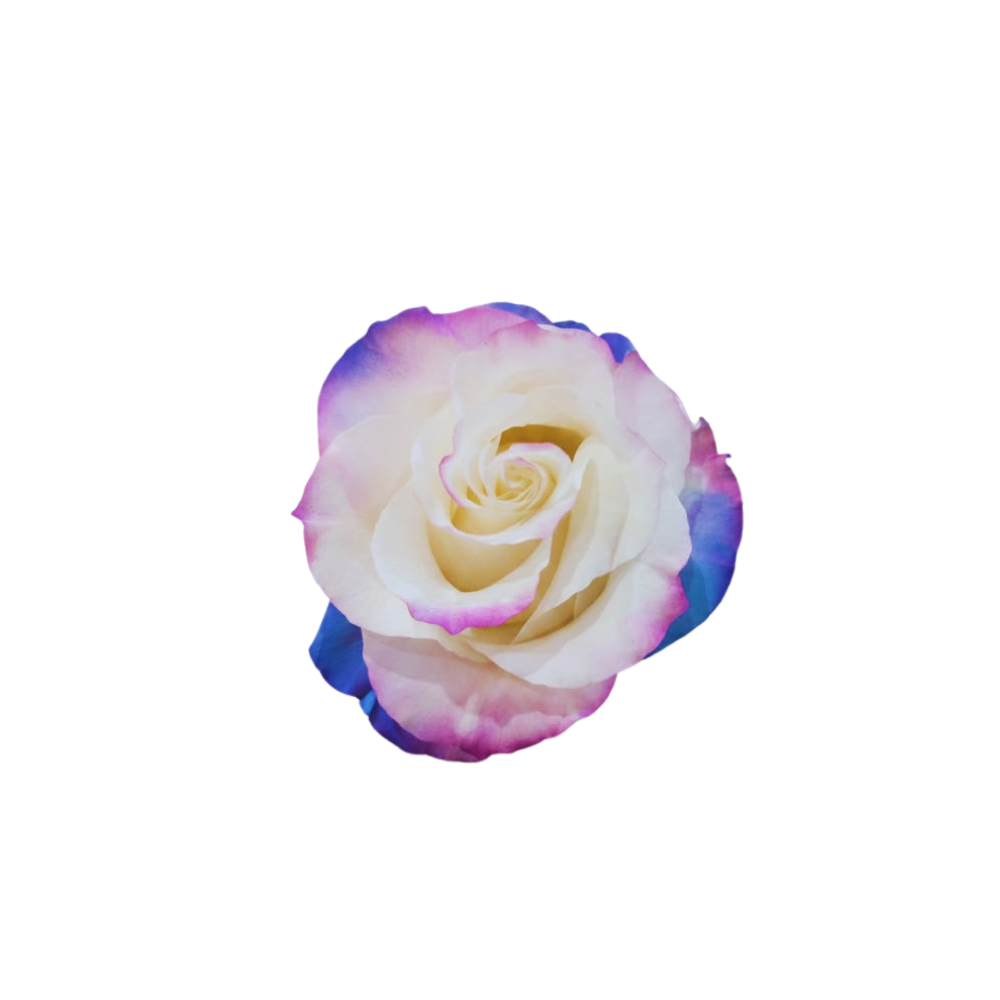 Rose Tinted Stem