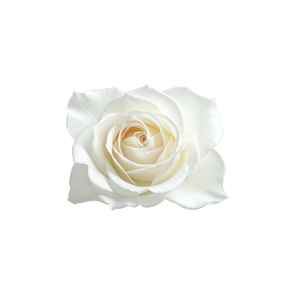 Rose Stem