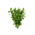 Ruscus Israeli Stem