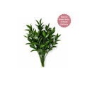 Ruscus Italian Stem