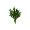 Ruscus Italian Stem