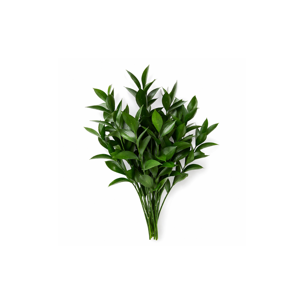 Ruscus Italian Stem
