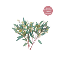 Eucalyptus Seeded Stem