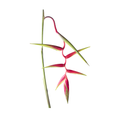 Sexy Pink Stem