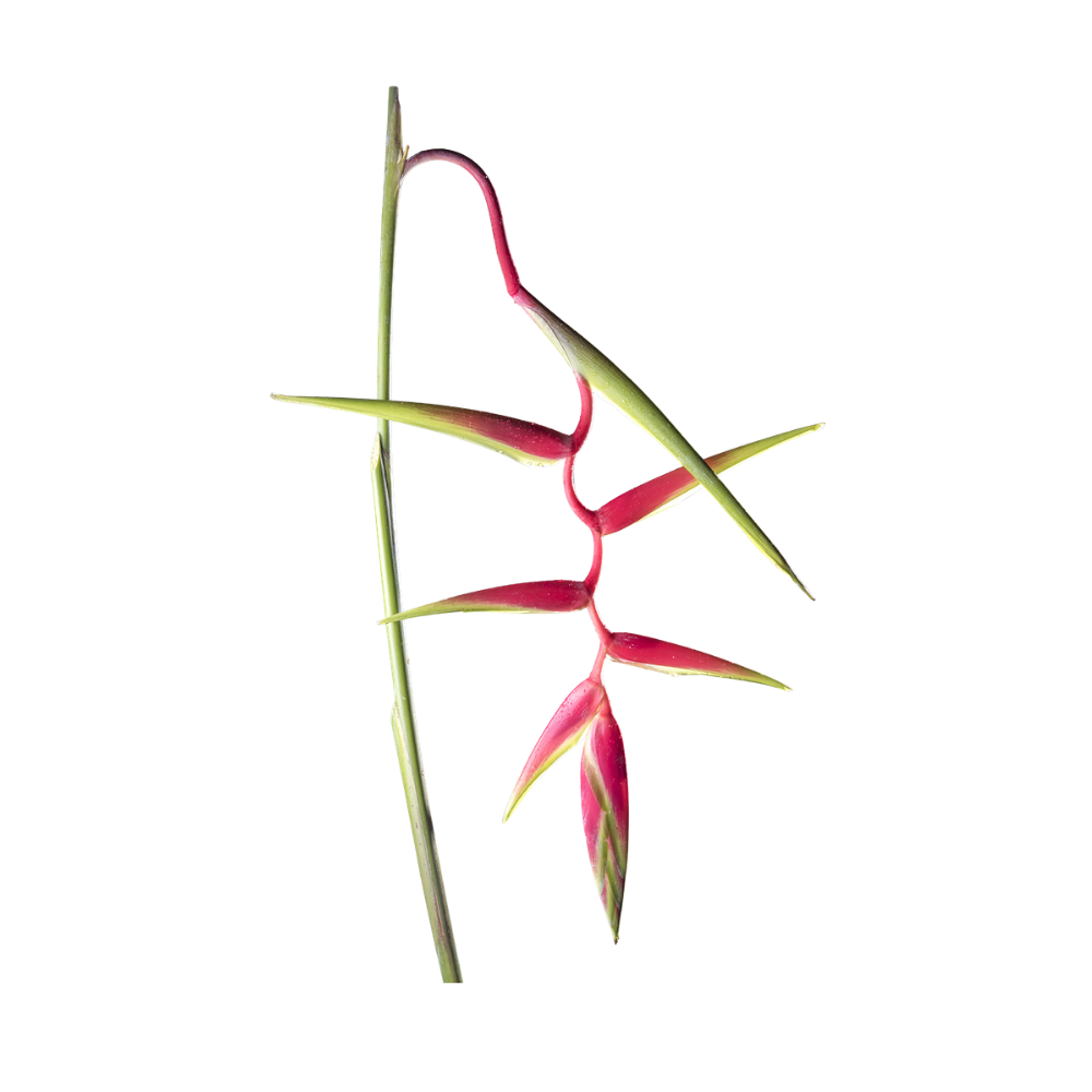Sexy Pink Stem