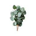 Eucalyptus Silver Dollar Stem