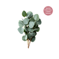 Eucalyptus Silver Dollar Stem