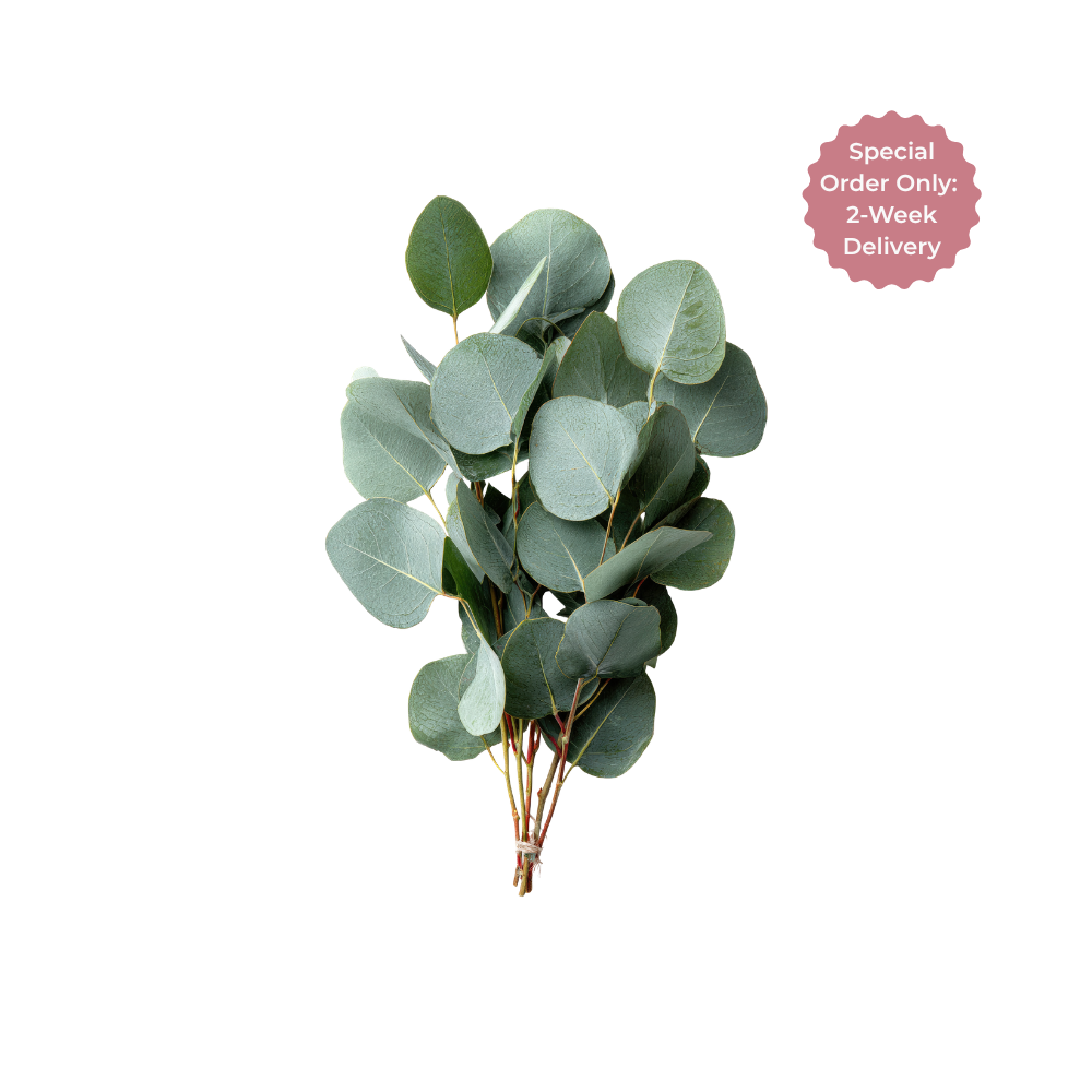 Eucalyptus Silver Dollar Stem