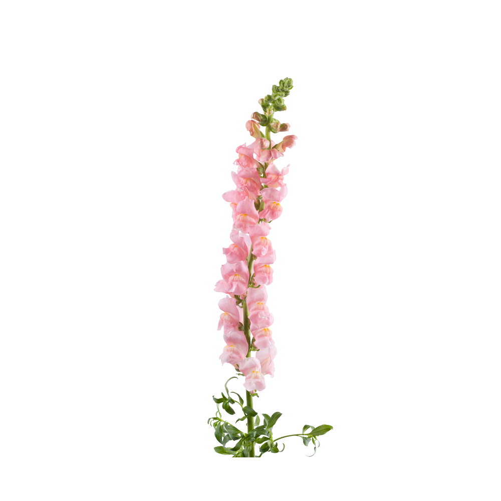 Snapdragon Stem
