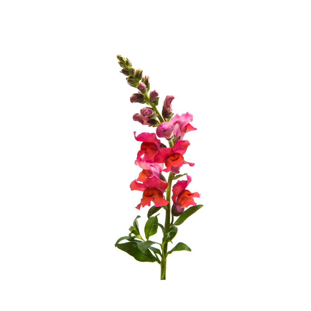 Snapdragon Stem