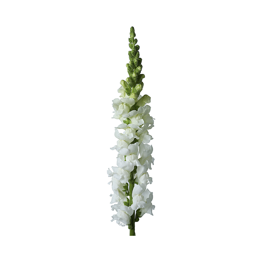 Snapdragon Stem