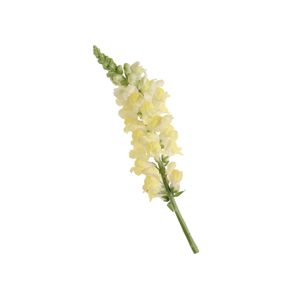 Snapdragon Stem