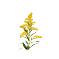 Solidago Stem