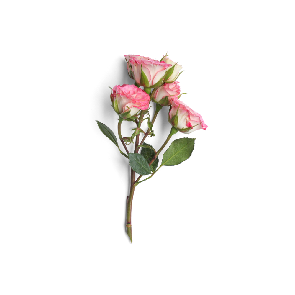 Spray Rose Stem