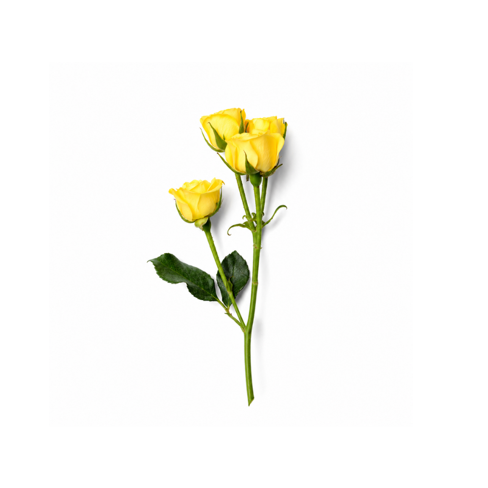 Spray Rose Stem