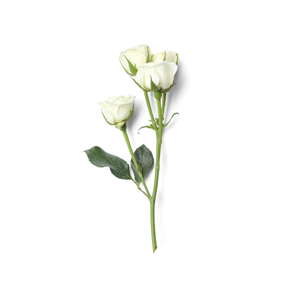 Spray Rose Stem