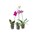 Mixed Colour Phalaenopsis Orchid in Grow Pot