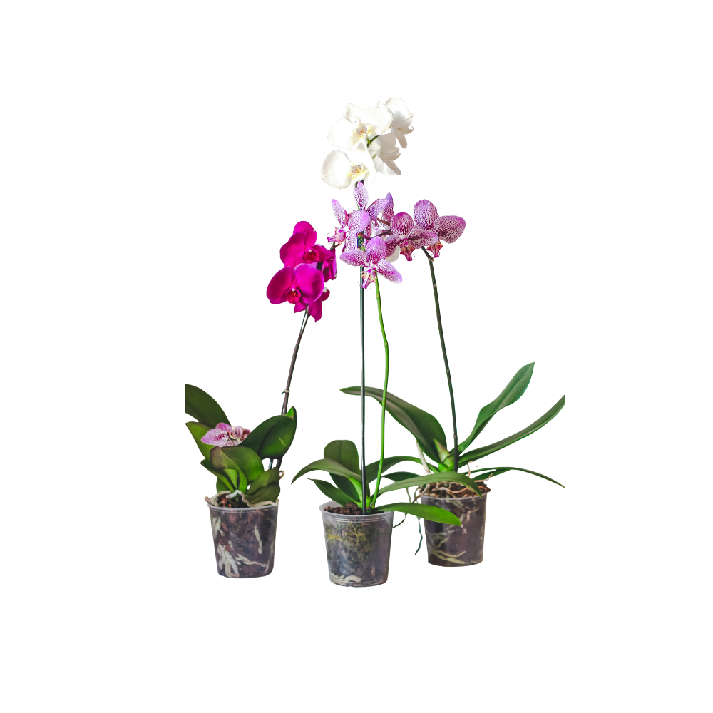 Mixed Colour Phalaenopsis Orchid in Grow Pot
