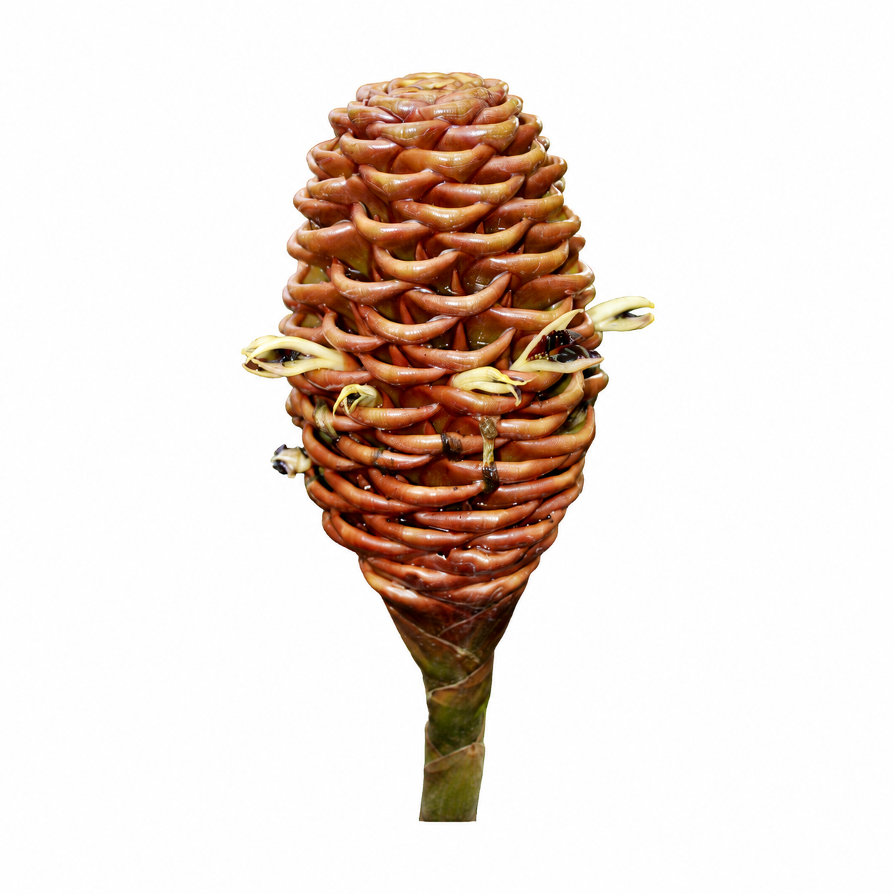 Beehive Ginger Stem