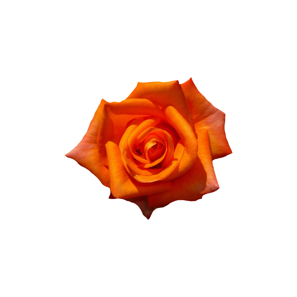 Rose Stem
