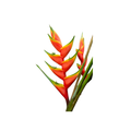 Standing Heliconia Medium Stem