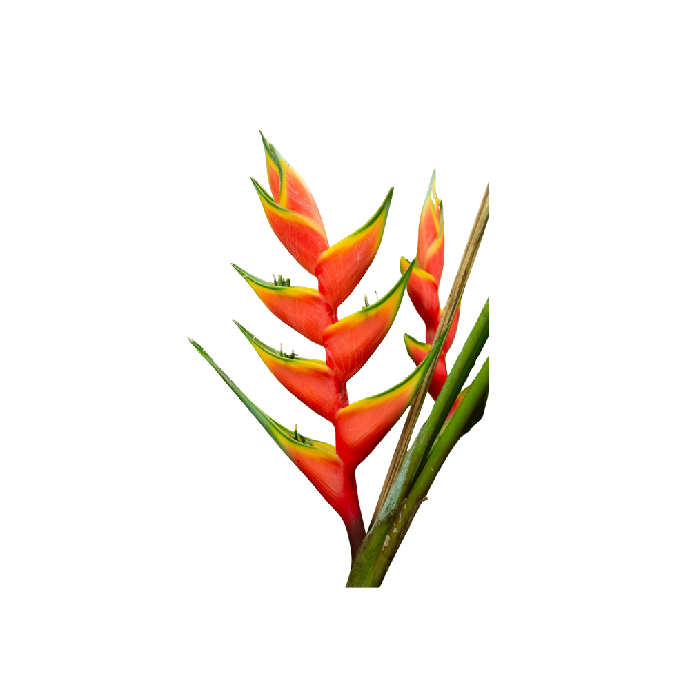 Standing Heliconia Medium Stem