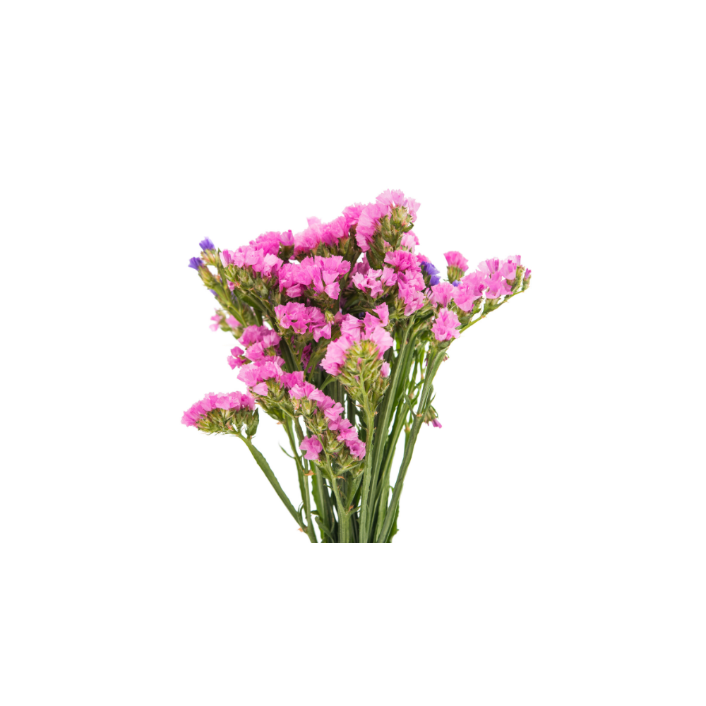 Statice Stem