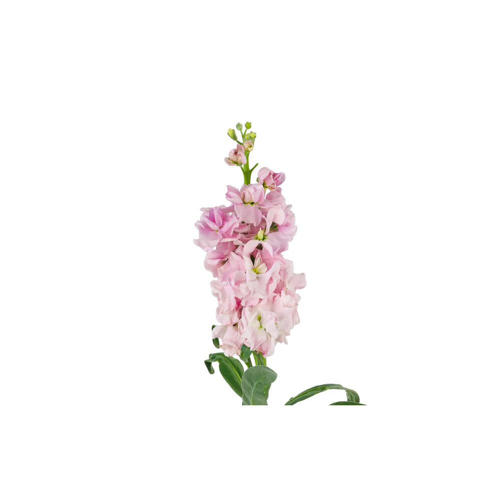 Stock Flower Stem