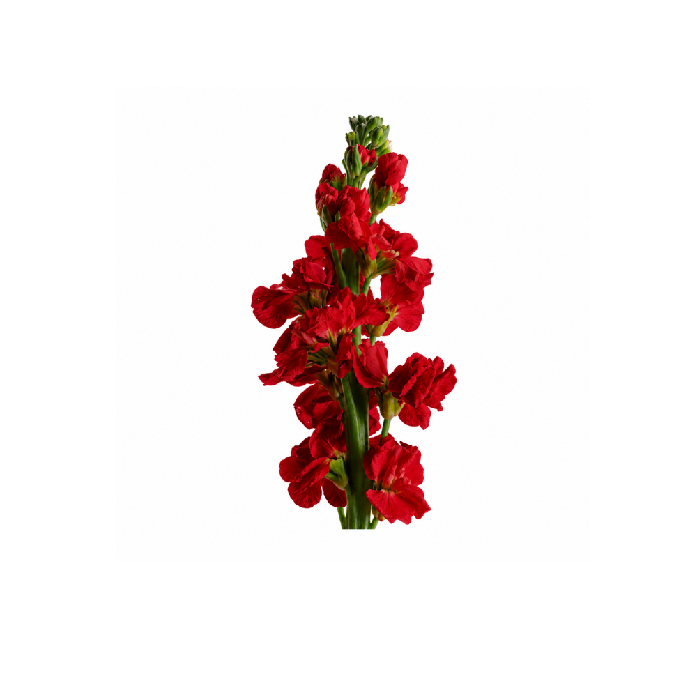 Stock Flower Stem