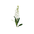 Stock Flower Stem
