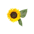 Sunflower Stem