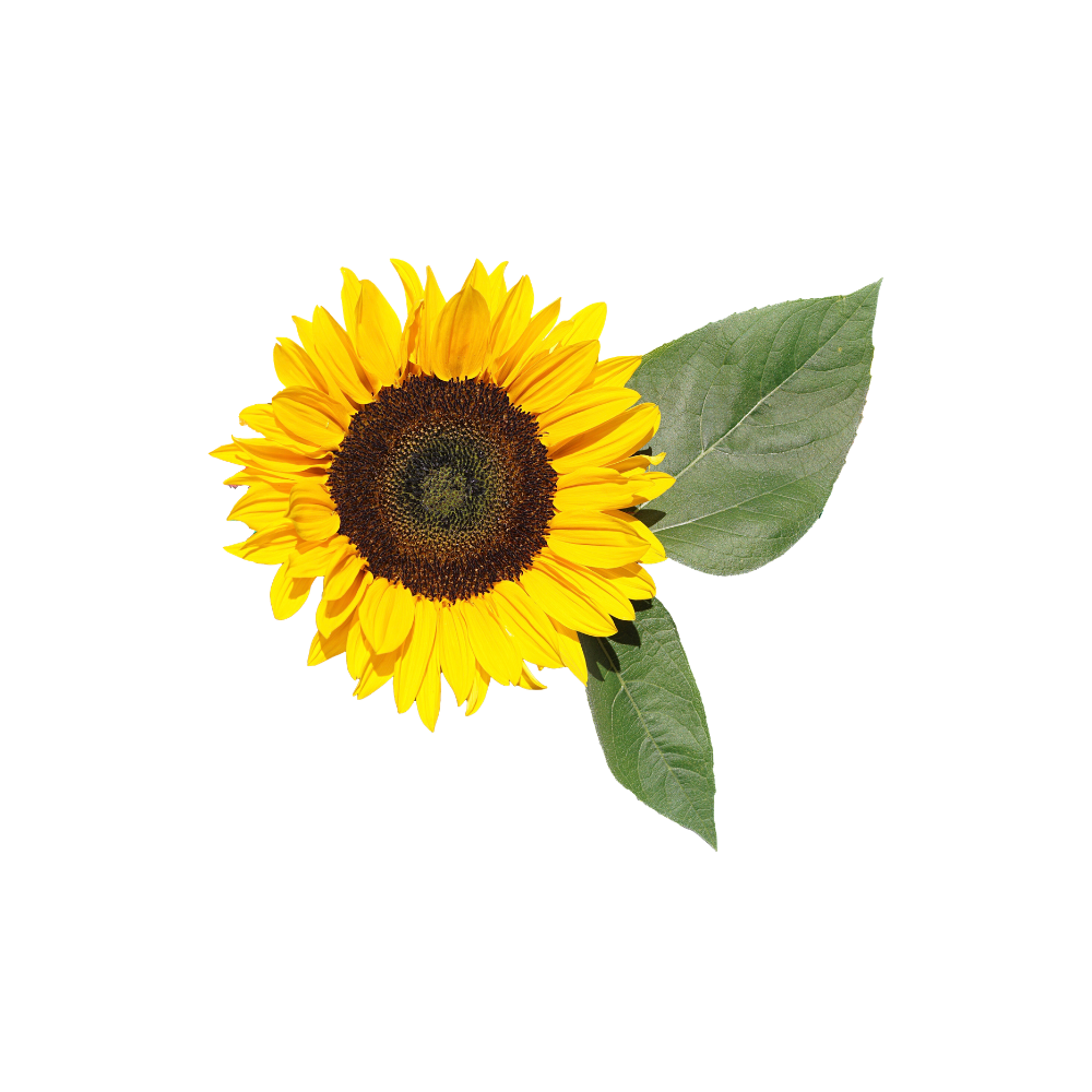 Sunflower Stem