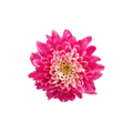Chrysanthemum Tinted Stem