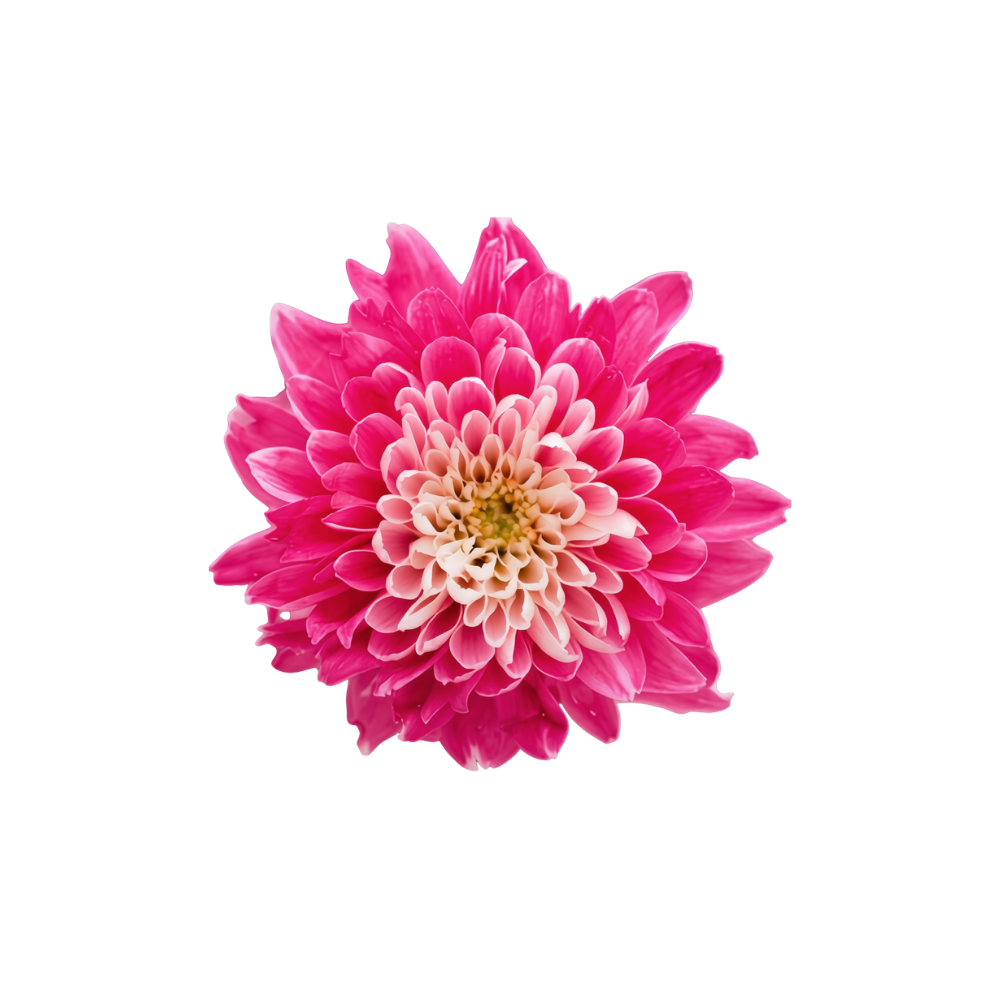 Chrysanthemum Tinted Stem