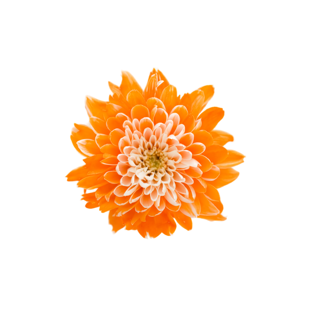 Chrysanthemum Tinted Stem