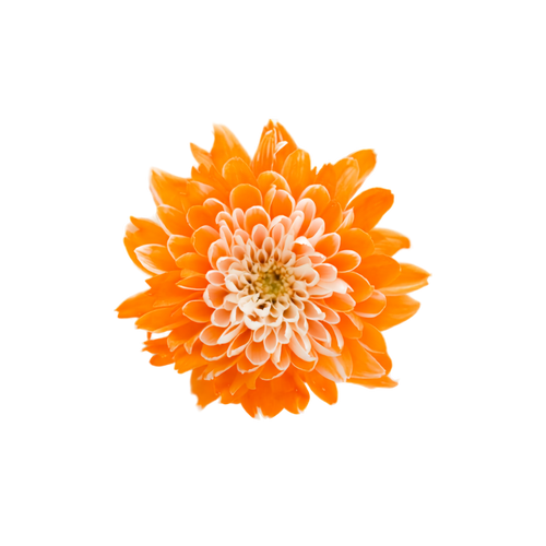 Chrysanthemum Tinted Stem