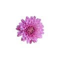 Tinted Chrysanthemum Stem