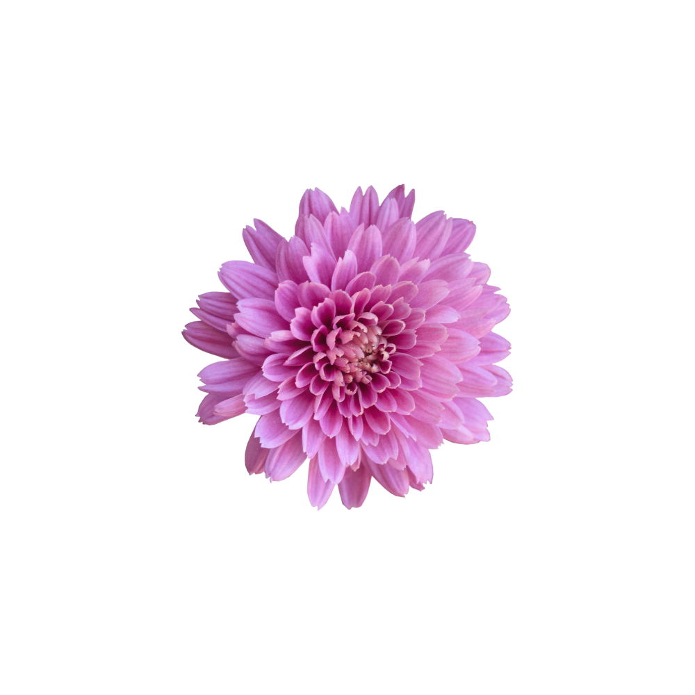 Tinted Chrysanthemum Stem